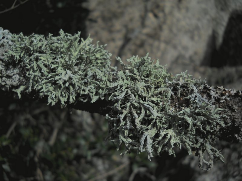 altro lichene dalla Gallura - Evernia prunastri